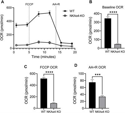 Genetic Ablation of Na,K-ATPase α4 Results in Sperm Energetic Defects